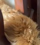 Labradoodle Loves to Sleep on Stairs