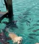 Nurse Sharks Swim With Dog