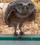 Burrowing Owl Uses All the Body Language