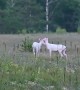 Twin Albino Buck and Doe Share Sweet Moment
