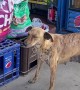 Stray Dog Sneaks a Snack