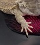 Bearded Dragon Takes a Ride on a Heated Rolling Massager