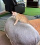 Kitten Riding A Pig