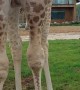 Hand Feeding A Giraffe