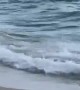 Shark Chases Stingray On Shoreline