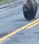 Bear Takes The Walk Of Shame