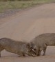 Warthog Sparring Contest