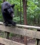 Polite Bear Listens And Gets Down Off Deck