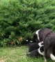 Bush Contains Many Border Collie Puppies