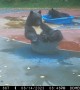 Tuxedoed Black Bears Cool Off On Basketball Court