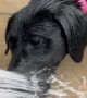 Black Lab Puppy Chomps At Water Spray