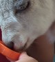 Baby Goat Loves Gatorade