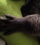 Rescued Raccoon Loves Her Toy