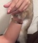 Bunny Tries To Steal Man's Girlfriend