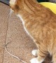 Cat Fetches Stick Like a Dog