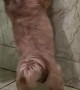 Shih Tzu Has a Funny Way of Peeing