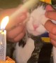 Combat Kitty's First Birthday