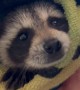 Baby Raccoon's First Bath
