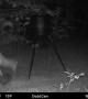 Raccoon Startles Deer in Late-Night Encounter