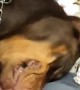 Cat Grooms Doberman Pinscher