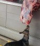 Dog Steals A Bite Of Butchered Meat