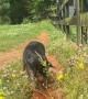 Farm Dog Digs A Water Trough