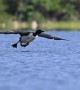 Loon landing