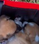 Abandoned Puppies Found and Adopted