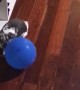 Bunny Enjoys Chasing Balloons Around the House.