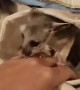 Delilah The Baby Brushtail