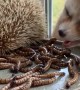 Fox and Hedgehogs Eat Worms