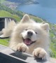 Samoyed Wiggles His Ears