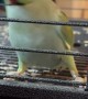 Parrot Dances During Cleaning Time
