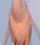 Great Egret Preens Her Feathers