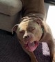 Big Stretch From Beefy American Bully