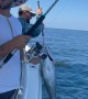 Fisherman Fumble Tuna Fish Catch