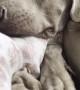 Weimaraner's Whistling Snores