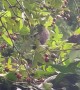 Mice Forage For Berries In Hawthorn Tree