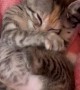 Foster Kitten Nursing on Her Toes and Making Biscuits