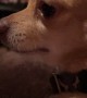 Tequila the Chihuahua Is Angry