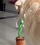 Dogs React to Talking Cactus Toy