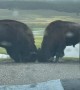 Watching Bison Rut From Car