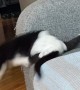 Disabled Cat Still Plays Hard