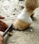 Restoring a Horse's Hoof