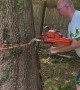 Tree Felling Fail Smashes Neighbor's Fence