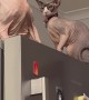 Sibling Sphynxes Duke It Out On Top Of The Fridge