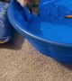 Helping Corgi Overcome His Fear of the Plastic Pool of Doom
