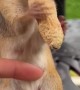 Feeding Peanuts to an Adorable Chipmunk Mom