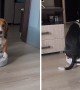 Uninterested Beagle takes a Roomba ride