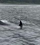 Orcas Put On A Show For Whale-Watchers